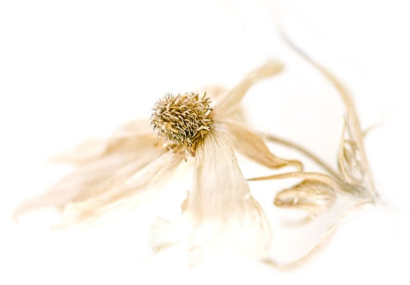 herbal remedy 62